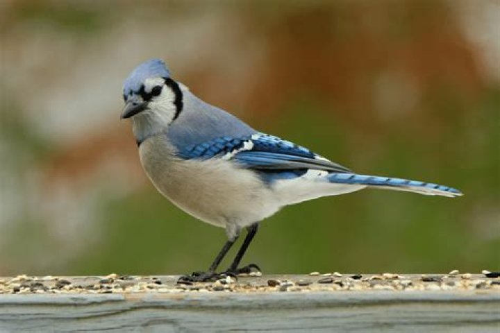 Are Blue Jays bad birds?