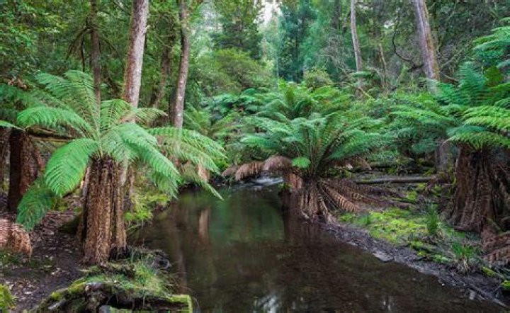 Are gardens illegal in New Zealand