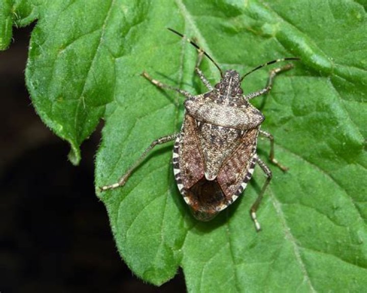 Are green stink bugs harmful to plants?