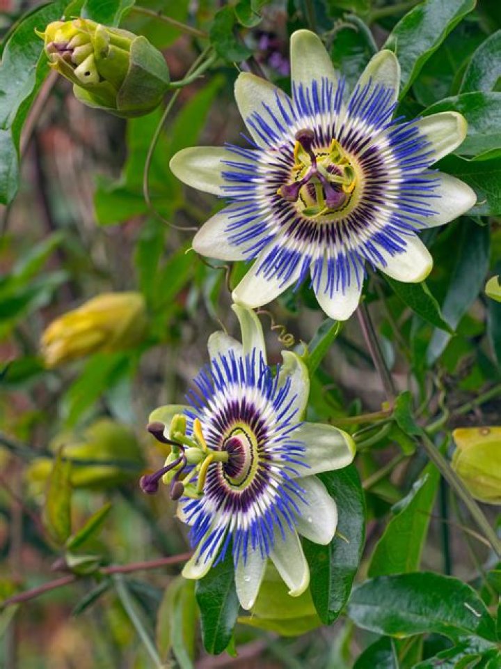 Are purple passion flowers invasive?