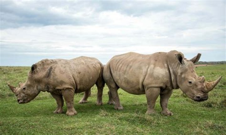 Are southern white rhinos extinct?