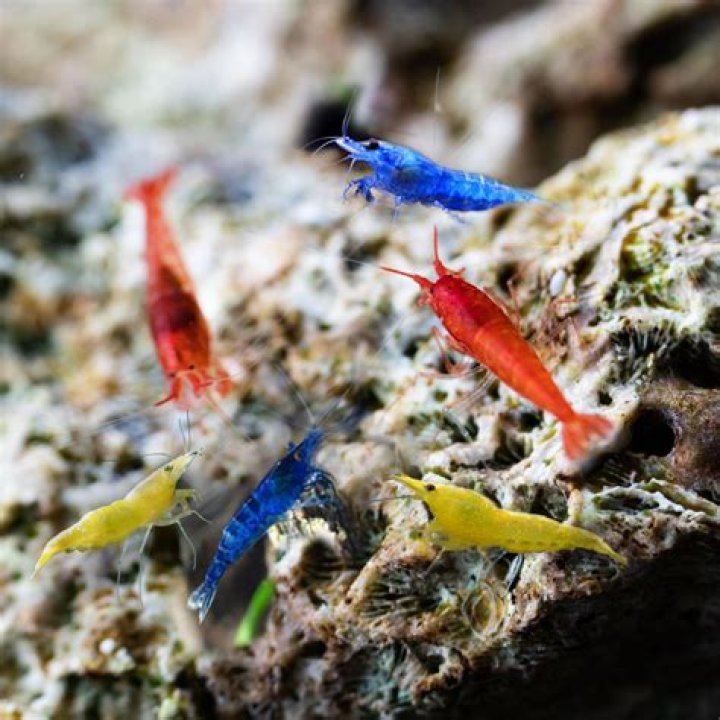 Can bee shrimp live with bettas?