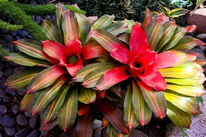 Can bromeliads be planted in the ground