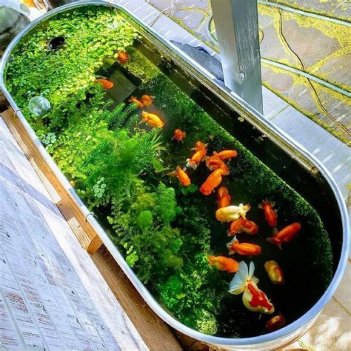 Can goldfish live in outdoor pond