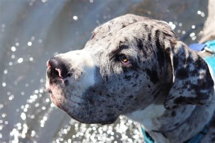 Can Merle Great Danes be shown?