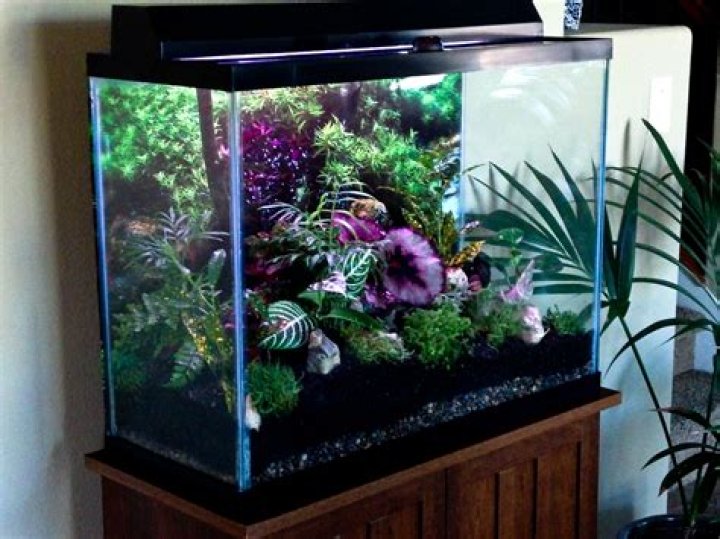 Can plastic container be used for terrarium