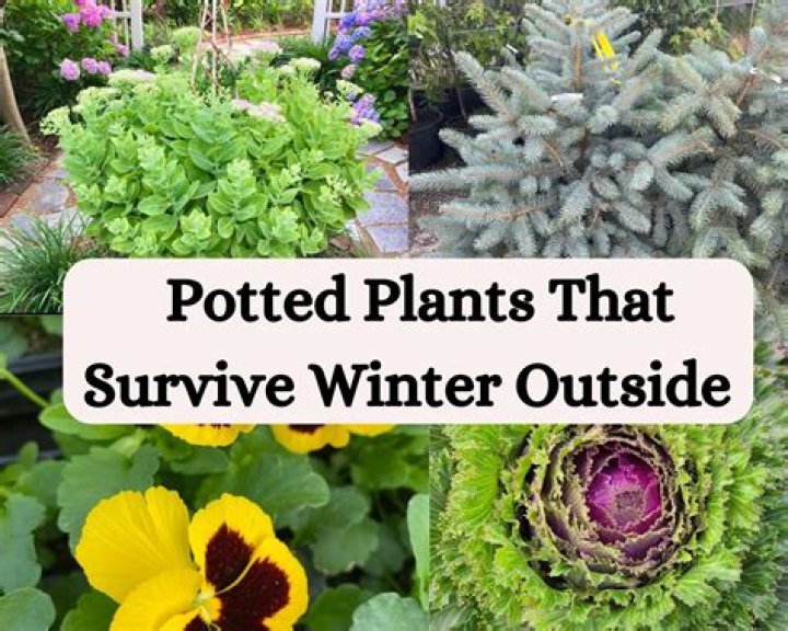 Can plastic pots stay outside in winter?
