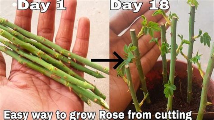 Can you plant a rose where another Rose has been