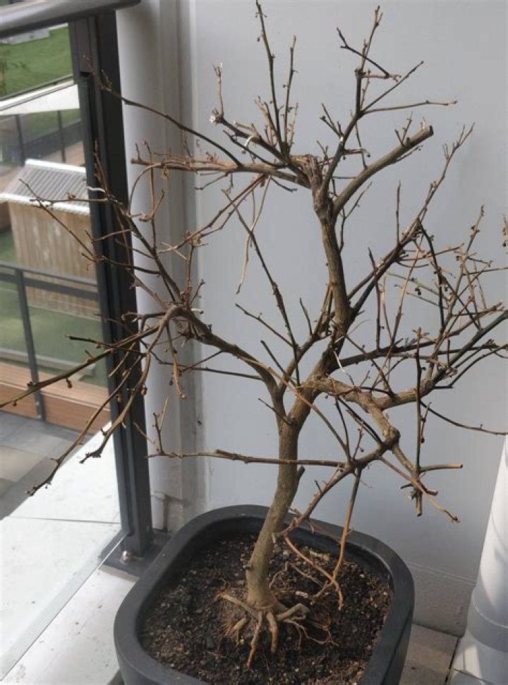 Can you replant a lemon tree
