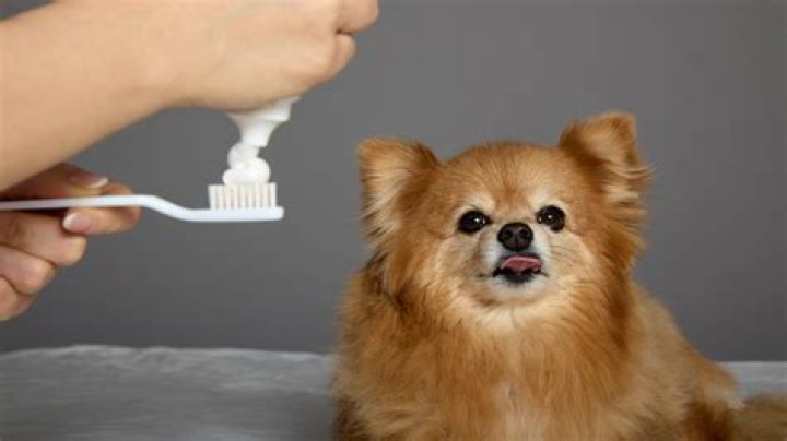 Can you use regular toothpaste on dogs