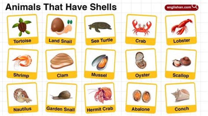 Do any cephalopods have shells?