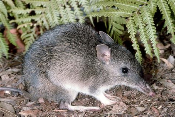Do bandicoots bite humans?