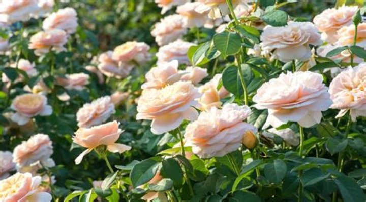 Do roses grow in Queensland