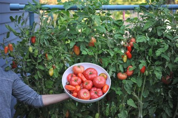 Do tomatoes grow in Washington state