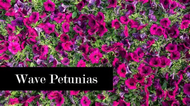 Do Wave petunias trail