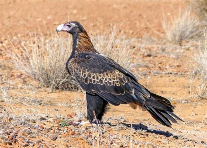 Do wedge-tailed eagles eat koalas?