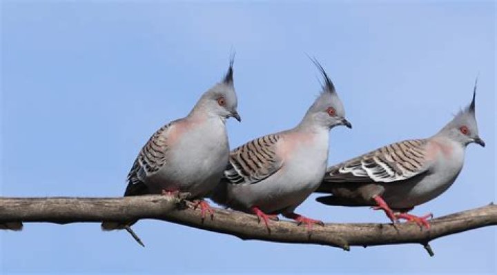 Do wood pigeons get drunk?