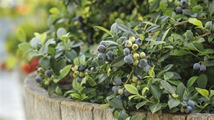 Do you need 2 blueberry bushes to get fruit