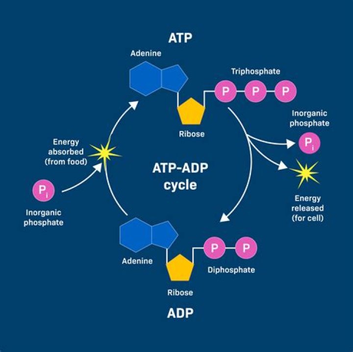 Does ADP contain the capacity to provide energy for the cell