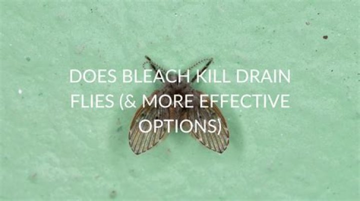 Does bleach kill drain fly larvae?