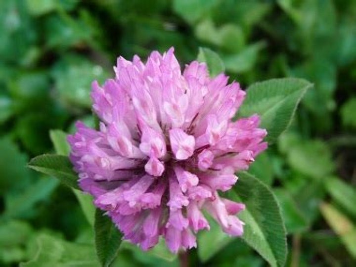 Does clover have flowers