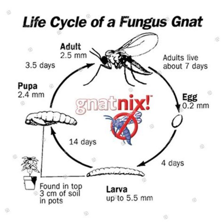 Does gnat Nix work