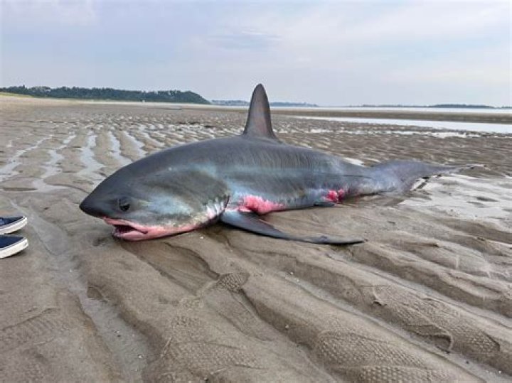 Does La Jolla beach have sharks?