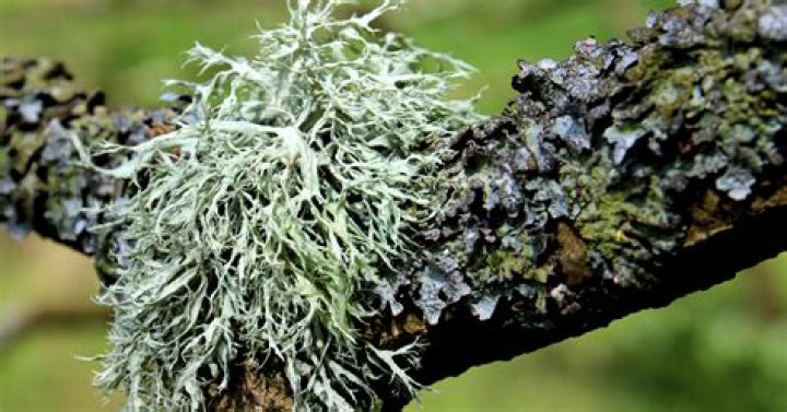 Does lichen on a tree kill it?