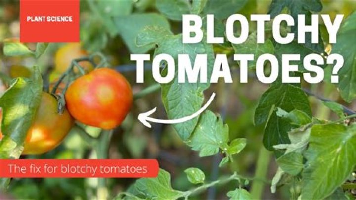 Does tomato cause pimples?
