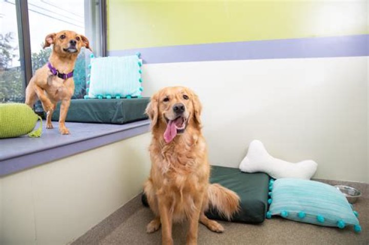 Does WAG do boarding