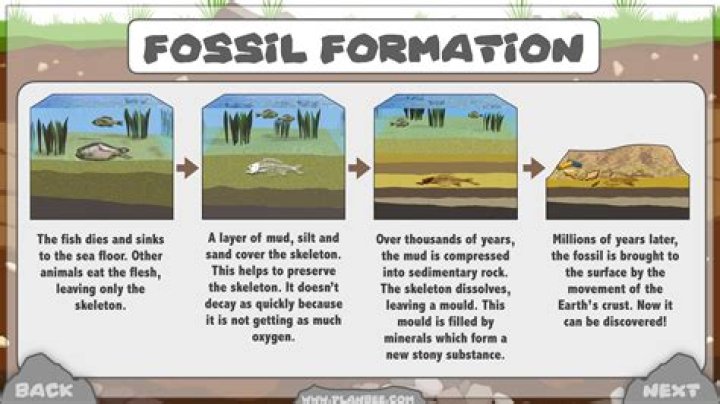 How are plant fossils formed