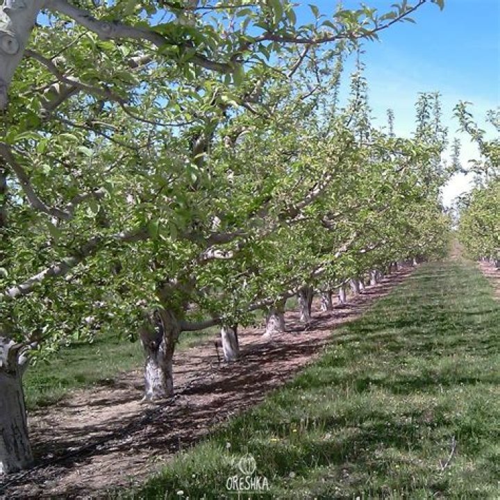 How big do Granny Smith apple trees get