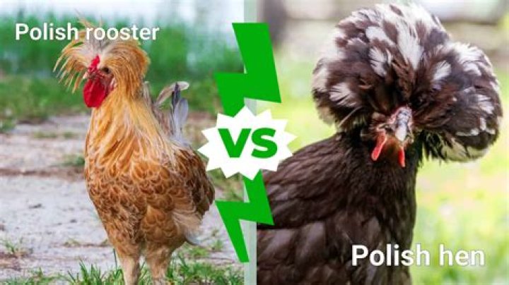 How big is a bantam hen?