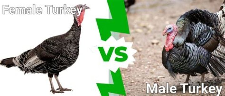 How can you tell a male turkey from a female?