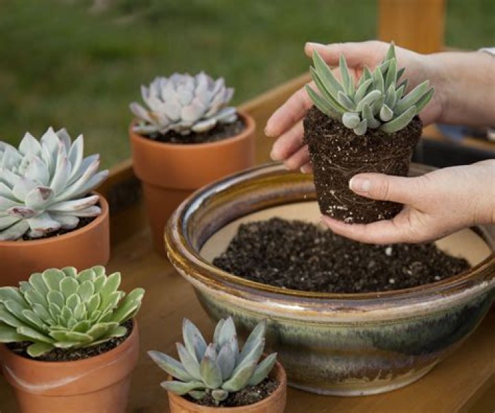 How do I repot succulents