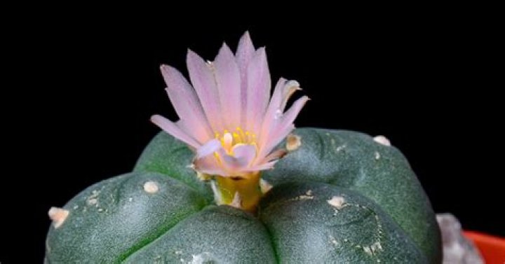 How do you care for lophophora Williamsii?