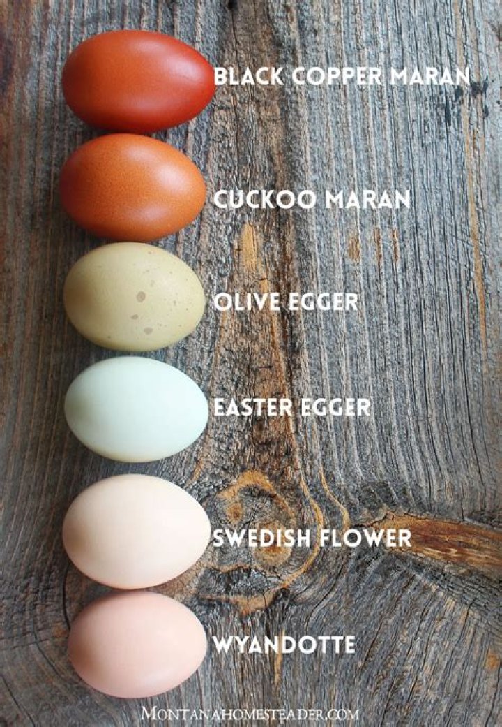 How do you get the best color on Easter eggs?