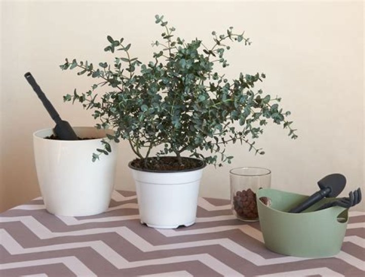 How do you grow a lemon eucalyptus tree from a seed?