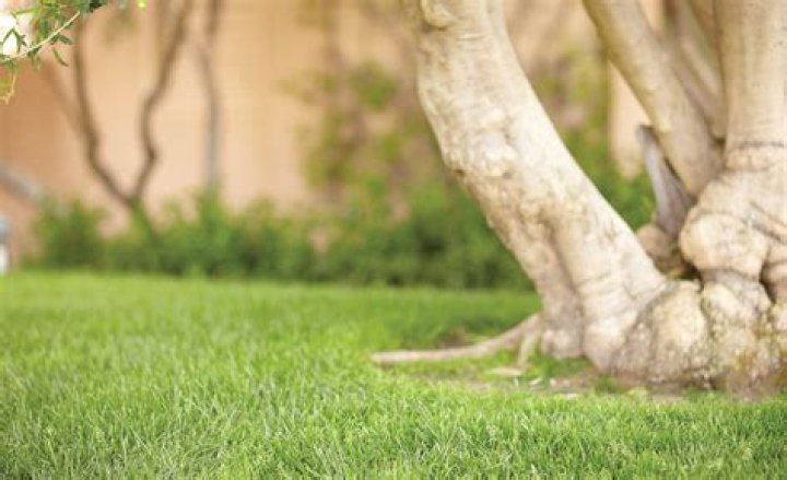 How do you grow grass under a fir tree