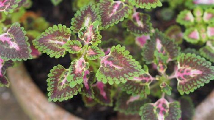 How do you grow Plectranthus
