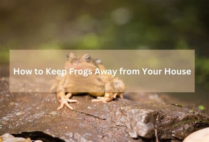 How do you keep tree frogs away from your house