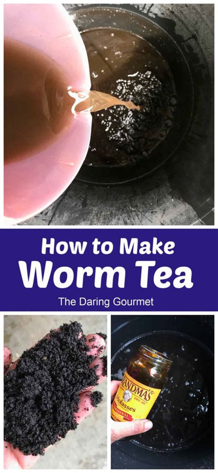 How do you make worm tea concentrate