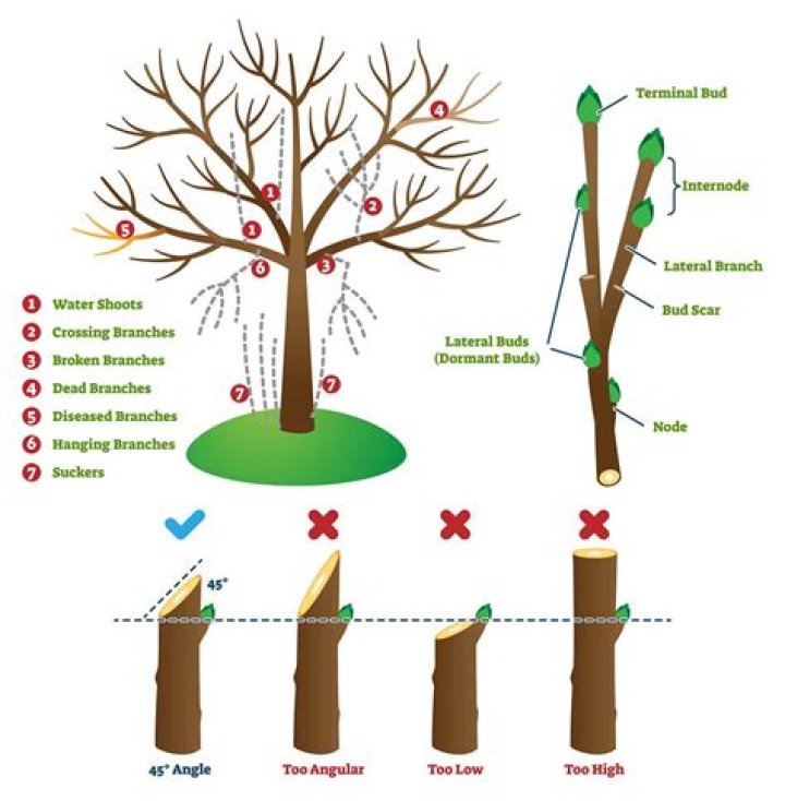How do you prune an American elm tree