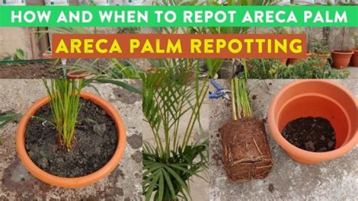 How do you repot a Hawaiian palm