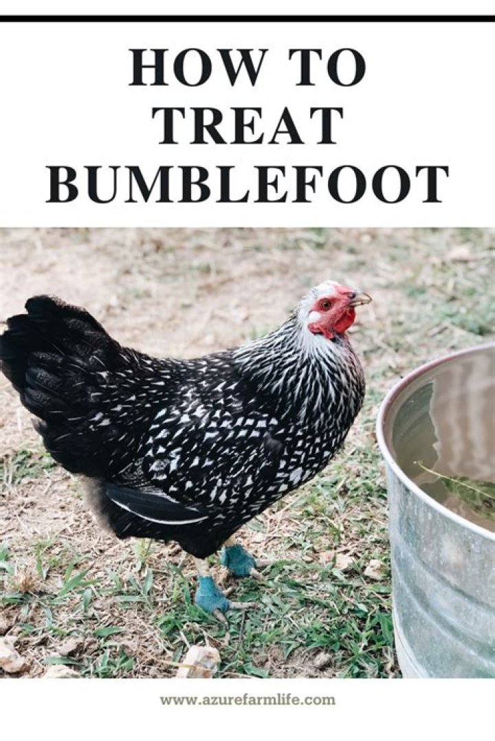 How do you treat bumblefoot in birds?