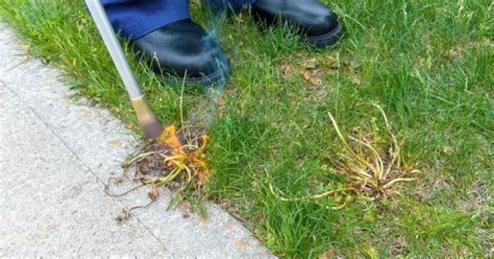 How do you use a propane torch to kill weeds?
