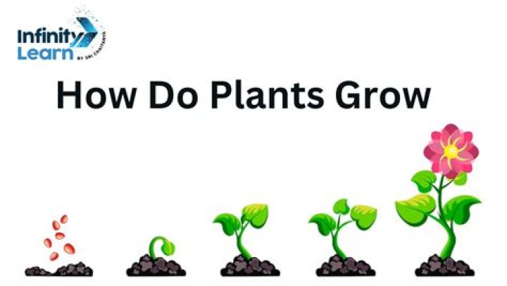 How does protein help plants grow?