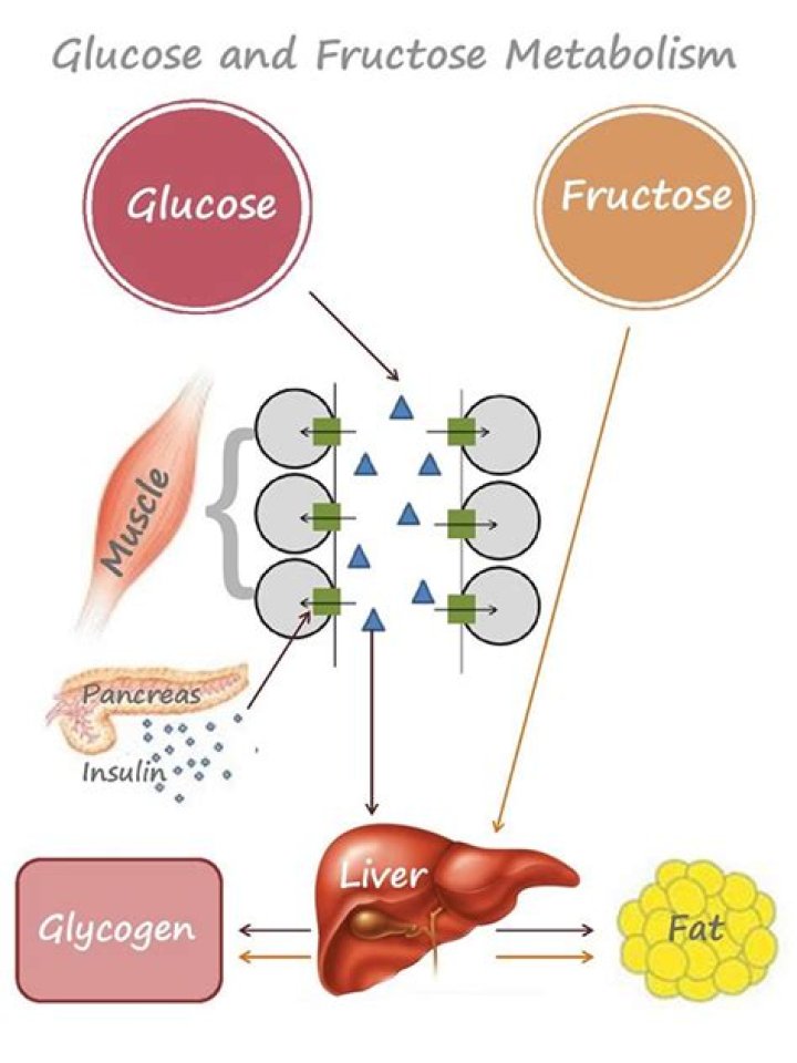 How does the body convert fructose to glucose