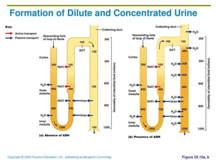 How does the kidney produce dilute urine