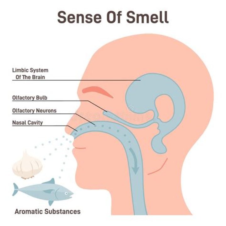 How does the nose detect smell?